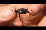 Buggin&rsquo; With Ruud: Darkling Beetle