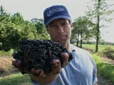 Dirty Jobs: Worm Rancher