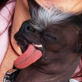 World's Ugliest Dog: Meet Elwood