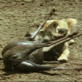 Killer Clips: Lioness and Buffalo
