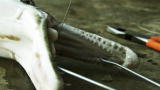 River Monsters: An Alligator Gar Draws Blood