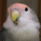 Animal Cops San Francisco: Lost Love Bird