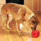 Petfinder: Fun Ways To Feed Your Dog