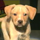 Puppy Bowl IV: Meet the Puppy Players