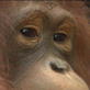 Orangutan Island: Growing Pains