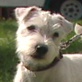 Breed All About It: Jack Russell Terrier