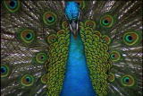 Ms. Adventure: Primping Peacocks