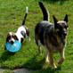 Bissell Pet Games Week 7: Frisbee Bully