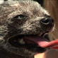World's Ugliest Dog: Meet Buster!