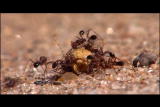Buggin' With Ruud: Scavenger Ants