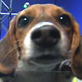 Puppy Bowl III: Can't We Share