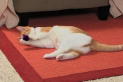Petfinder: Kitty Playtime