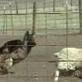 Bissell Pet Games Week 4: Nicoh Herding Instinct