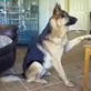Bissell Pet Games Week 5: Krazy Kaine's Amazing Tricks