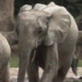 Planet Earth: Jungles: Forest Elephants
