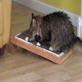 Petfinder: Tips on Scratching