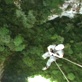 Quest: Expedition Borneo: Daring Descent