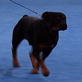 AKC/Eukanuba: Ace the Rottweiler