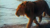 A Lion Called Christian: Christian the Lion at the Beach