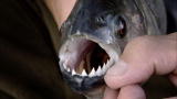 River Monsters: A Really Big Piranha