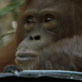 Orangutan Island: Enter Saturnus