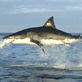 Shark Week: Anatomy of an Attack