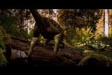 play video on Discovery Channel