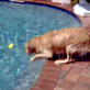 Bissell Pet Games Week 6: I Think I Can.