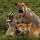 Happy Mother's Day: Mammals