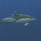 Planet Earth: Deep Ocean: Dolphin Hunt