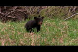 Natural World: Bear Grass & Pee