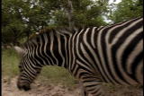 Growing Up Zebra: Zebra Quality of Life