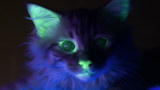 Focus Earth: Glow Kitty