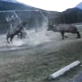 Untamed and Uncut: Elk Battle on Playground