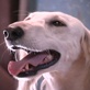 Breed All About It: Saluki