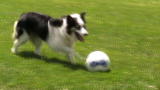The Zak George Project : Soccer Dogs