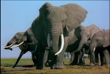 Fooled by Nature: Elephant Airheads