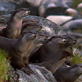 Planet Earth: Otters