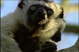 Fooled by Nature: Leaping Lemurs