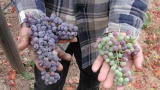TreeHugger TV: Appellation Wines