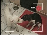 Who Gets the Dog: Stella