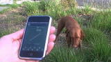 The Daily Treat: The Dog Whistler