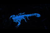 Buggin&rsquo; With Ruud: Desert Scorpions