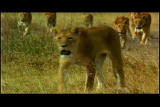 Survival Guide: Serengeti: Serengeti Lion