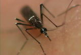 What's To Love: Mosquitoes Bite