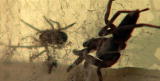 Buggin' With Ruud: Whitetail Spider