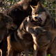 Living with the Wolfman: Going In with Yana