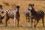 play video on Animal Planet