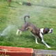 Bissell Pet Games Week 6: Keeping Cool Without a Pool