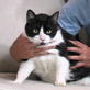 Petfinder: Cat Grooming
